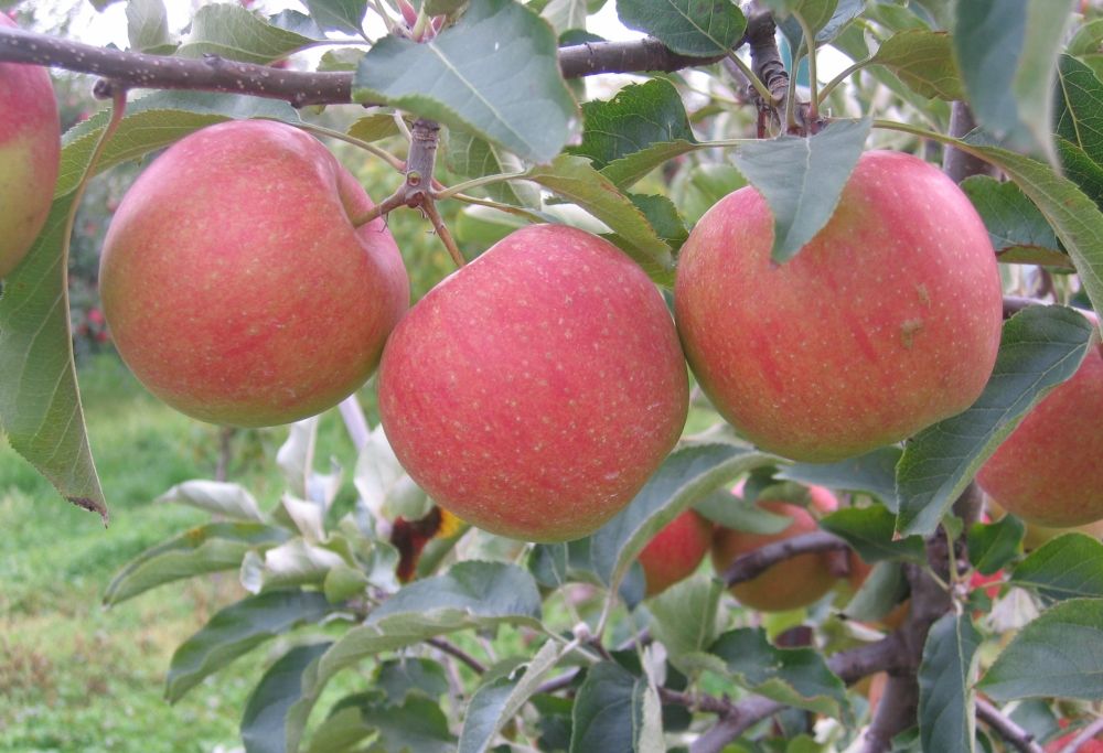 Apples