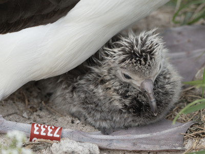 Wisdom the Laysan albatross was banded with a red tag reading Z333 in 1956. She is now raising a newborn chick at the age of at least 74.