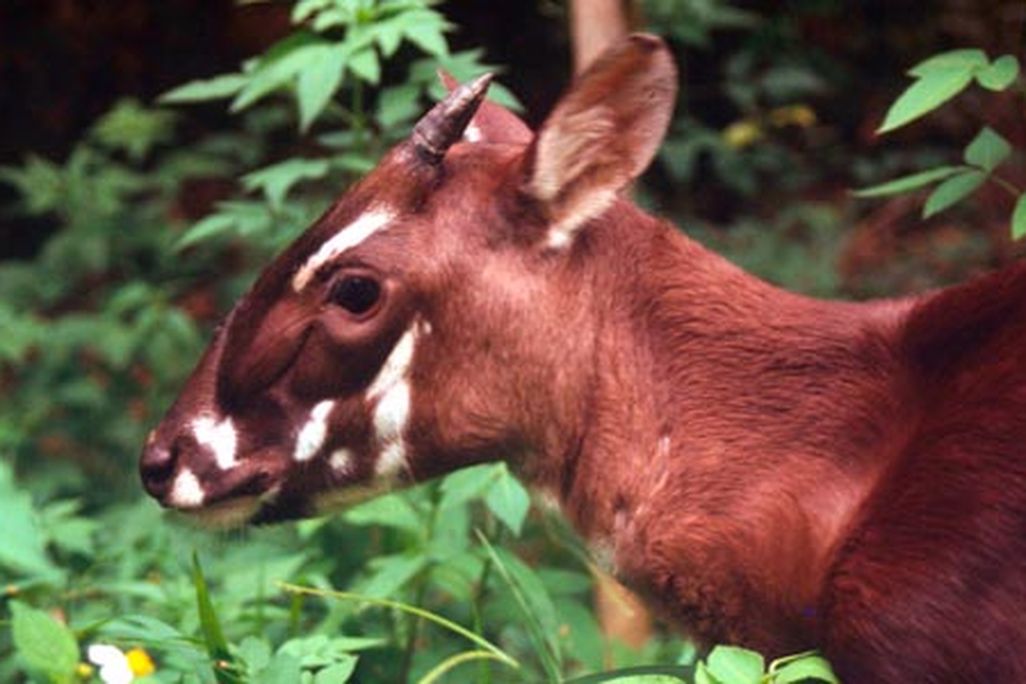 Saola