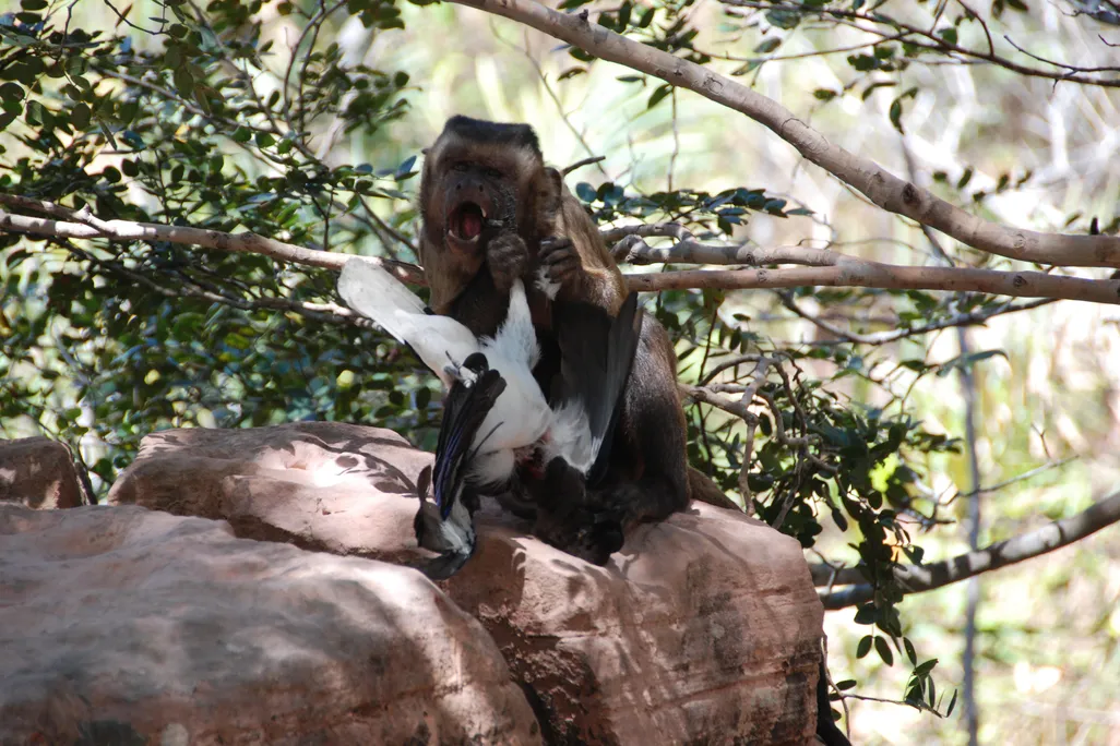 A monkey eating a bird while sitting on a rock