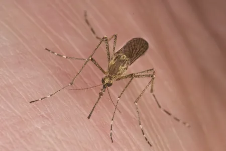 Blood type, metabolism, exercise, shirt color and even drinking beer can make individuals especially delicious to mosquitoes.