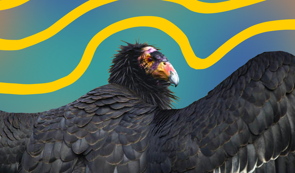 condor.png