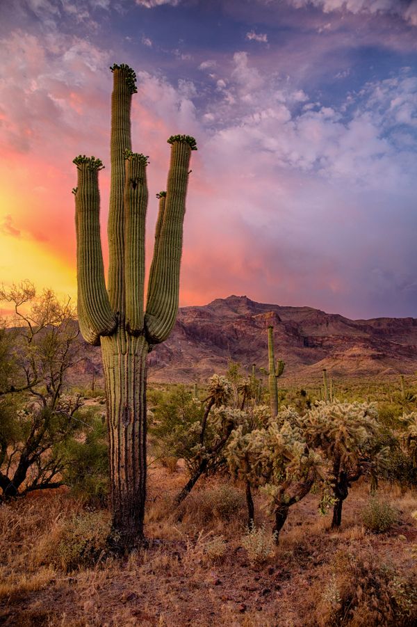 Saguaro, Sunset in the Sonoran Desert thumbnail
