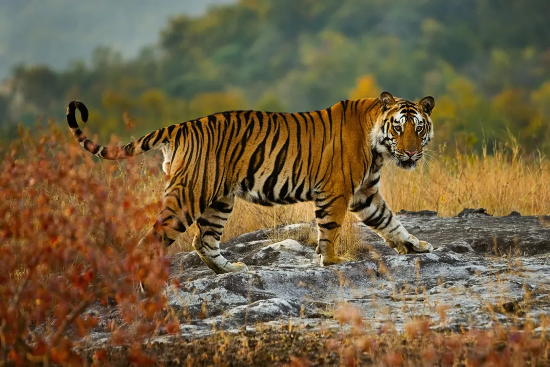 A large male bengal tiger walks across a grassy landscape