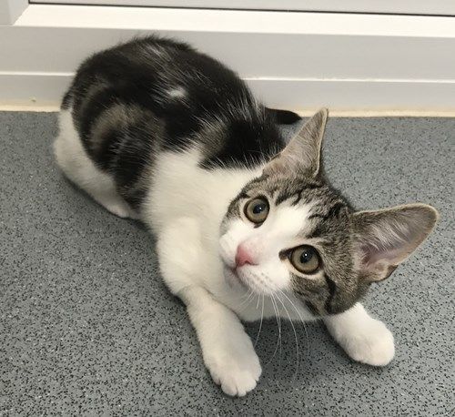 tabby and white kitten