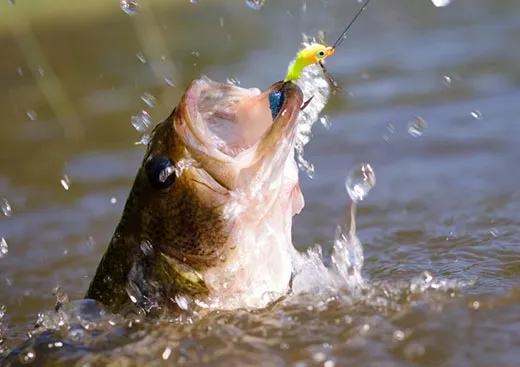 Largemouth bass caught on a lure