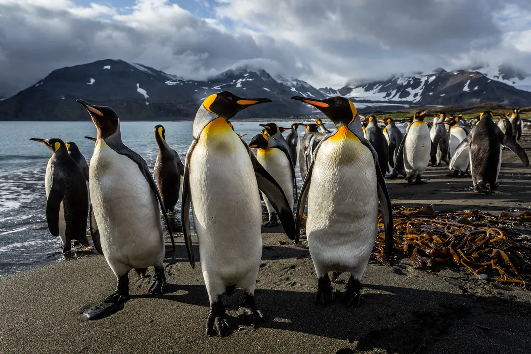 14 - They do have wings, but penguins cannot fly. But they can swim underwater at high speeds—as much as 15 to 25 miles per hour.