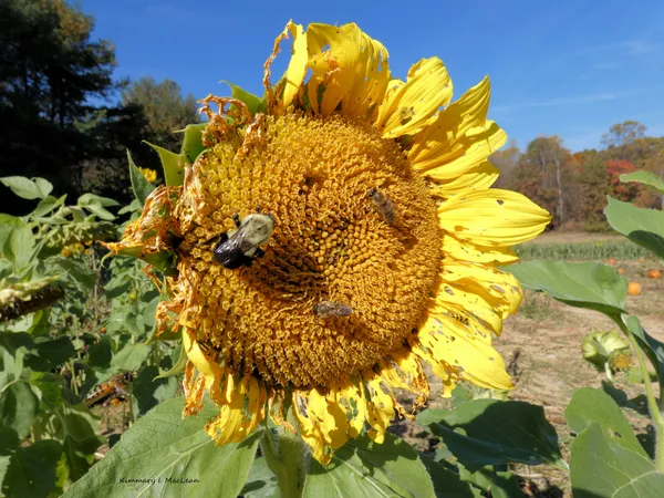 Bee on a Sunflower thumbnail