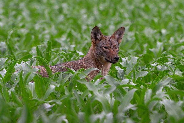 Coyote Pup Exploring thumbnail