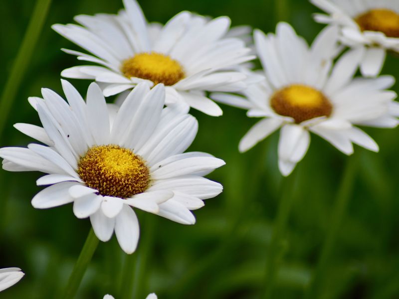 Daisies in full bloom Smithsonian Photo Contest Smithsonian Magazine