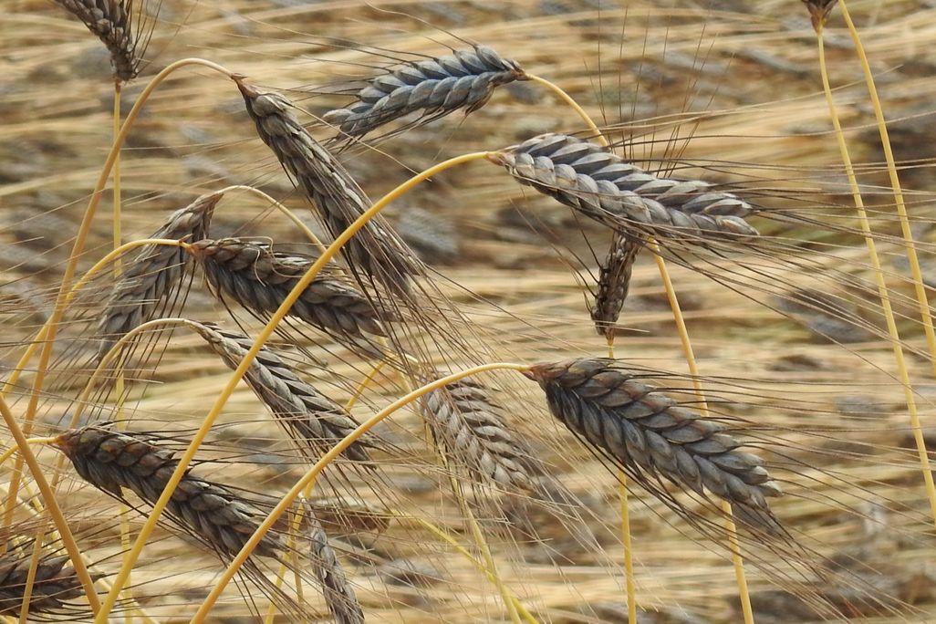 Emmer Wheat