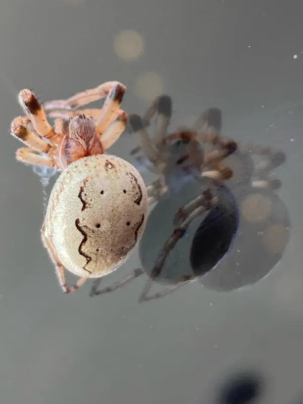 Reflections. Spider on glass thumbnail