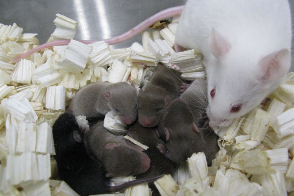 Space Mice