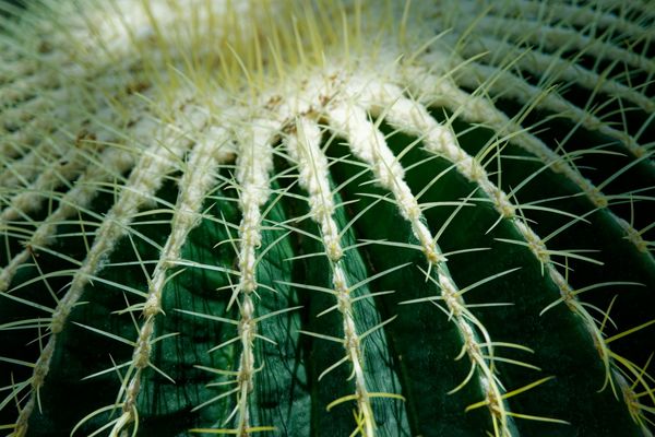 Cactus at Albuquerque Botanical Gardens thumbnail
