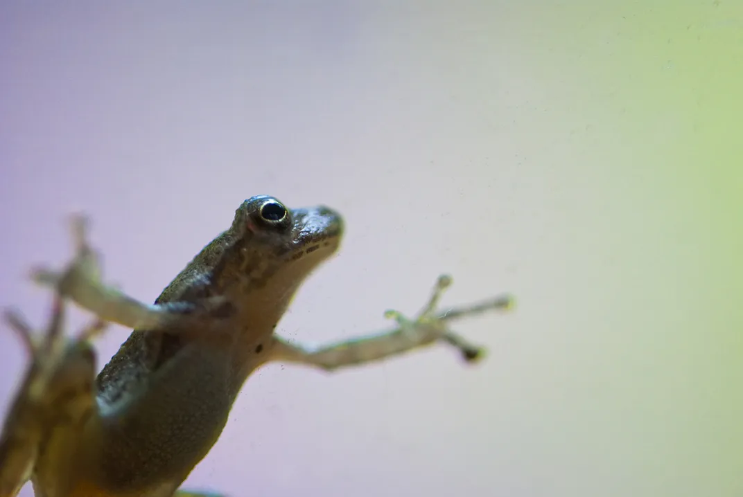 Red black frog on leaf