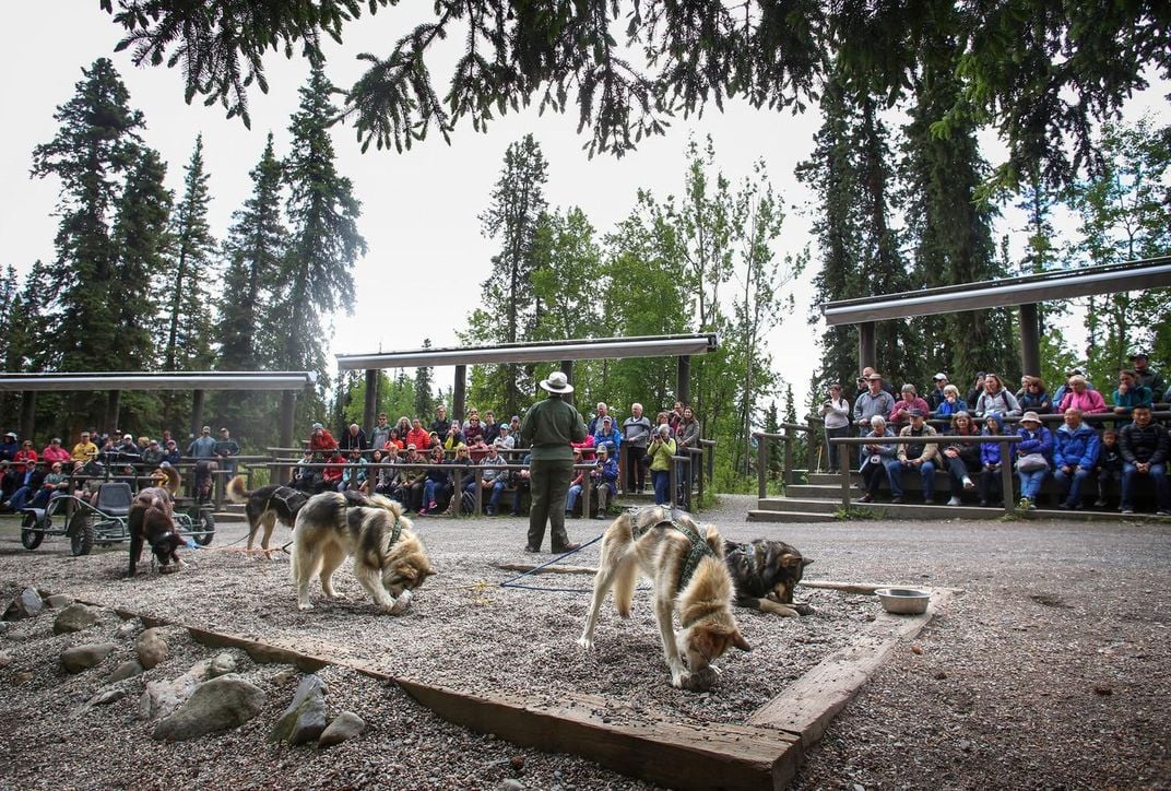 How Denali National Park's sled dogs prepare for winter