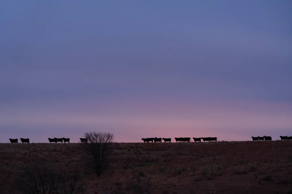 silhouettes of cows are seen at sunrise