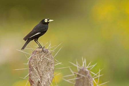 The spectacled tyrant (Hymenops perspicillatus) inhabits harsh, dry deserts, which new research suggests tend to produce new species at a higher rate than lush, biodiverse places like the Amazon.
