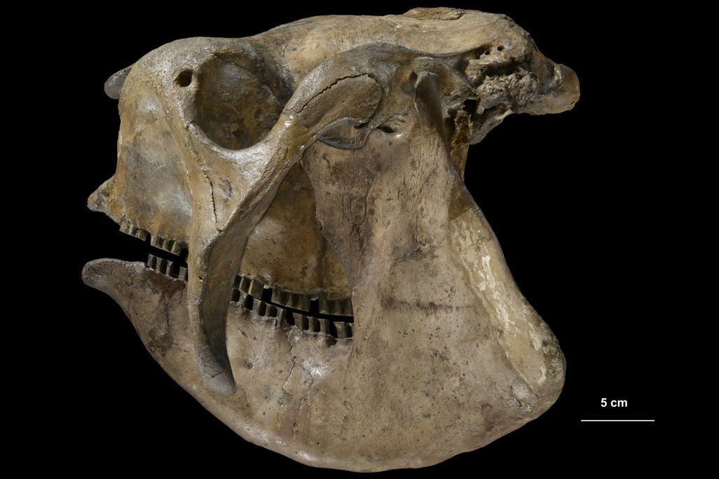 Skull of a Glyptodon