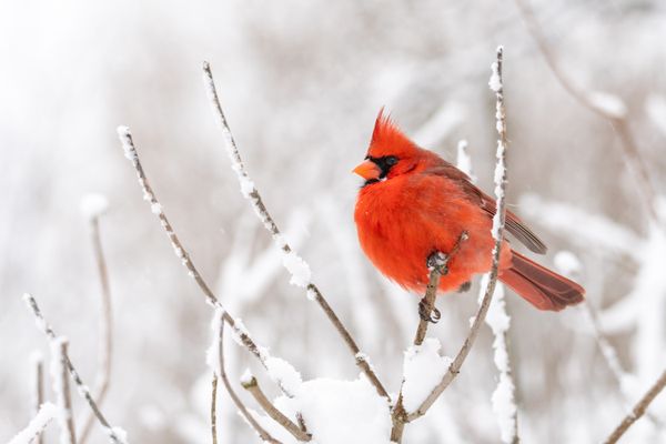 Cardinal in a Snowstorm thumbnail