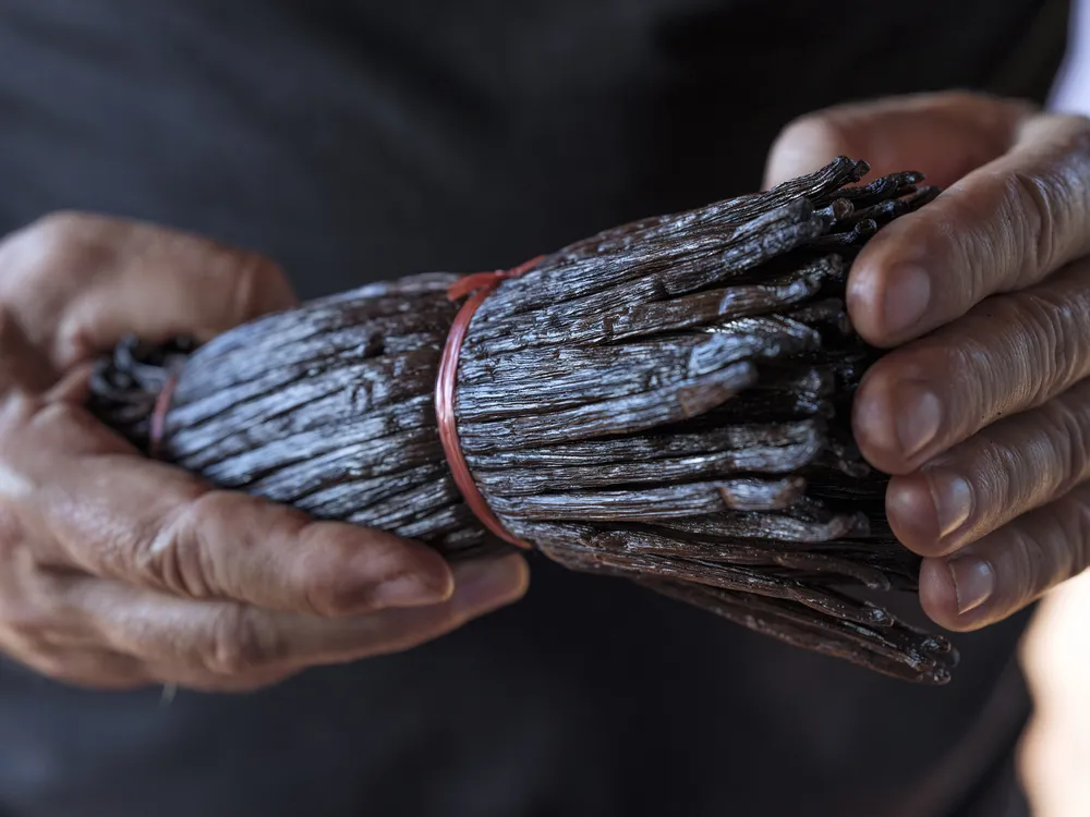 OPENER - Vanilla producer Bertrand Côme displays bound and dried vanilla beans for sale at his Réunion farm. The beans generally grow as long as 6 to 11 inches.