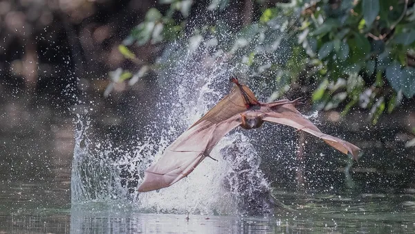 Freshwater crocodiles hunt Flying Foxes from shallow waters_0001 thumbnail