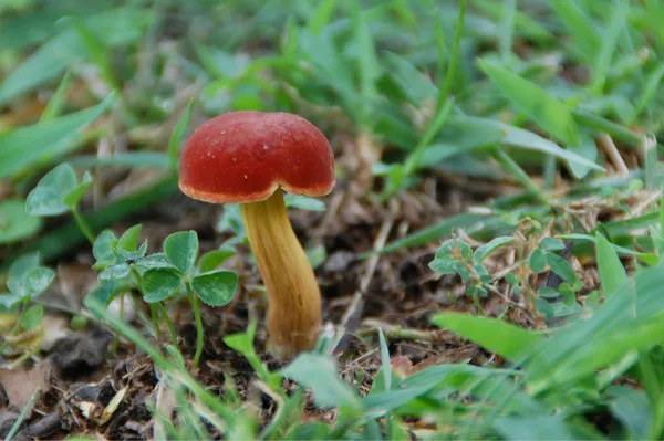 Little Red Mushroom thumbnail