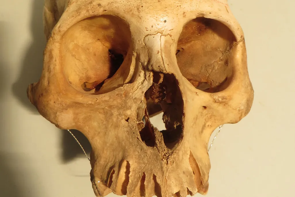 Chilean Skull