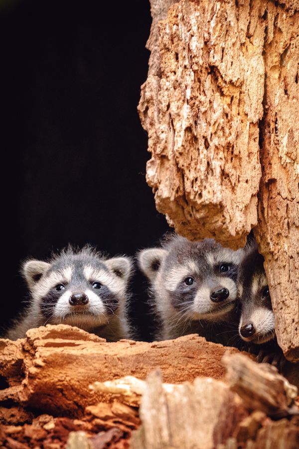 Curious Raccoon Siblings thumbnail