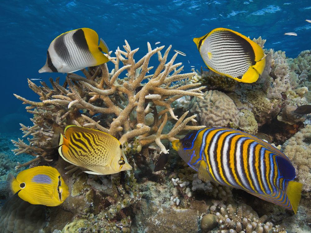 Great Barrier Reef fish