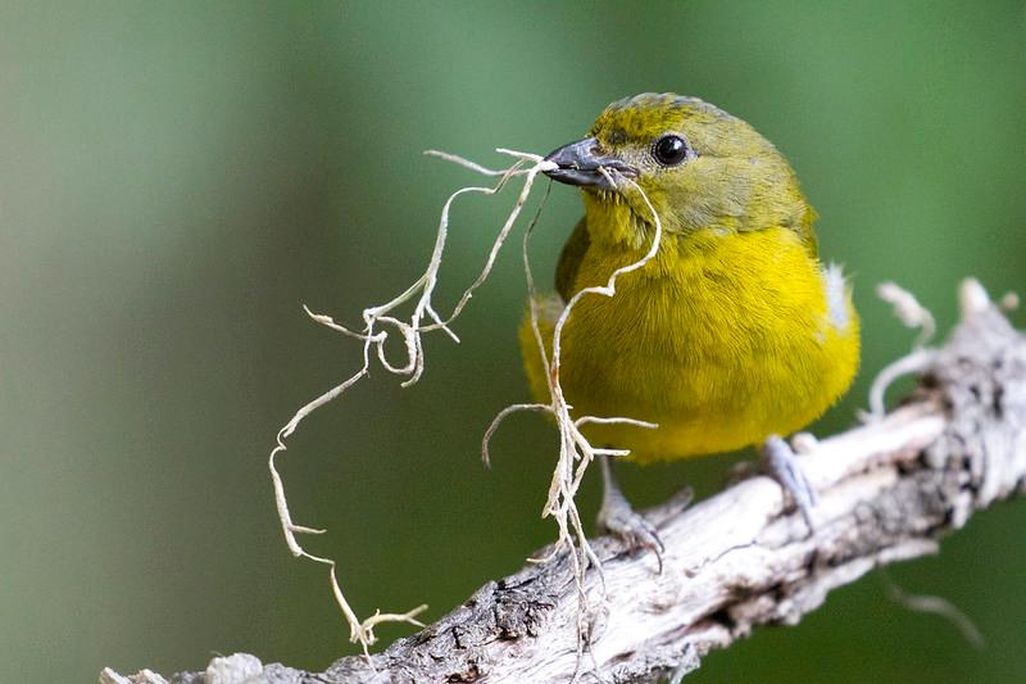 A yellow and gray songbird is perched on a branch holding long, stringy nesting material in its beak. The background is mottled green and brown.