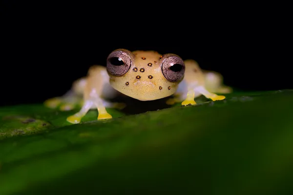 Glassfrog Rings thumbnail