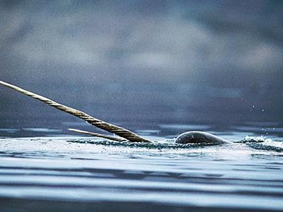 Narwhal in the Arctic Ocean