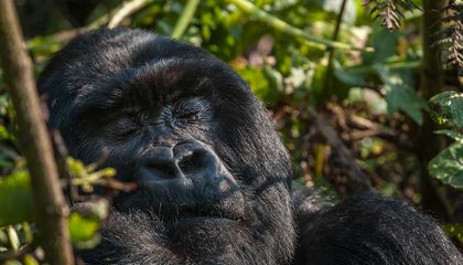 Why Humans Sleep Less Than Their Primate Relatives