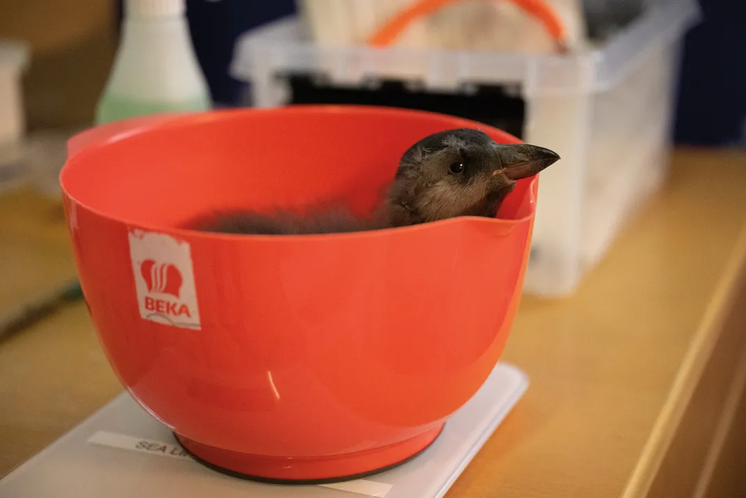An immature puffling, still covered in down, in the Puffling Patrol operations center at its parent organization, Sea Life Trust.