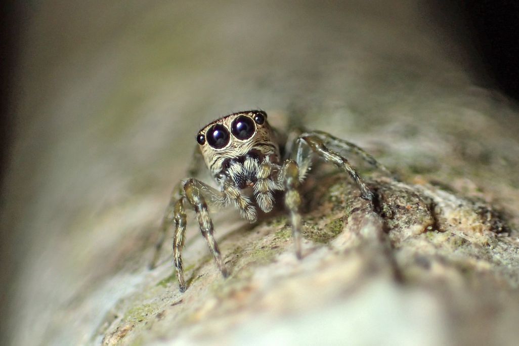 A close up of a female jumping spider called Guriurius minuano. The spider has large black beady eyes and a tan colored body.