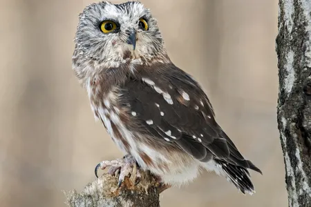 A northern saw-whet owl in Canada
