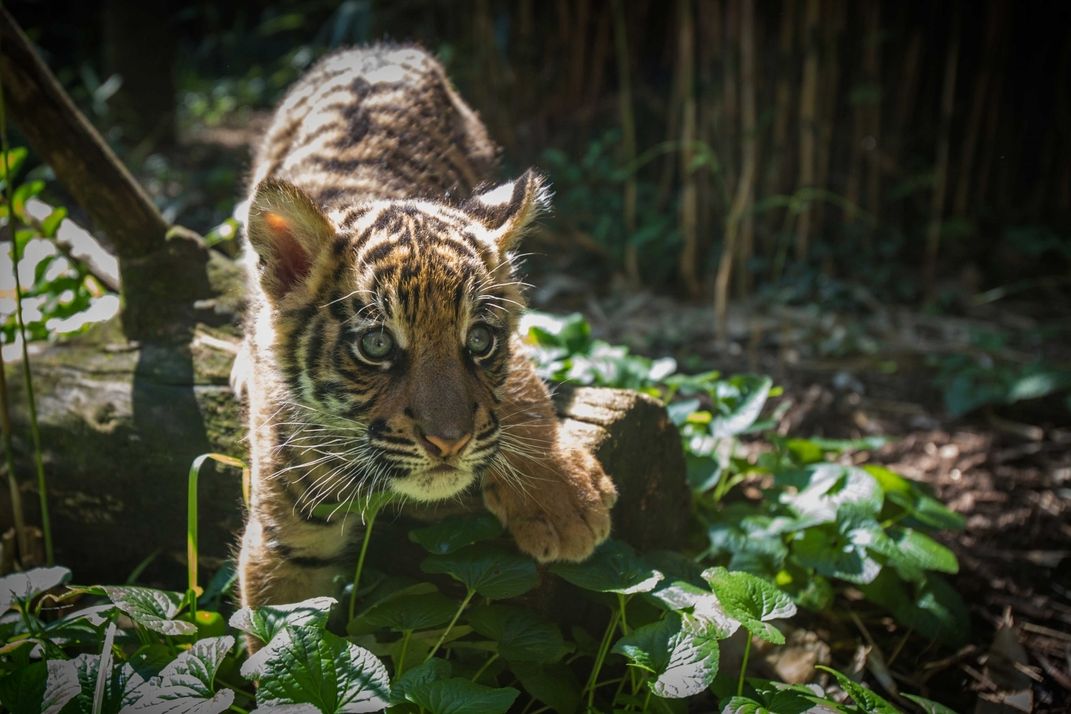 	A 9-week-old male tiger cub with striped fur, big paws and long whiskers climbs over a leaf-covered log.