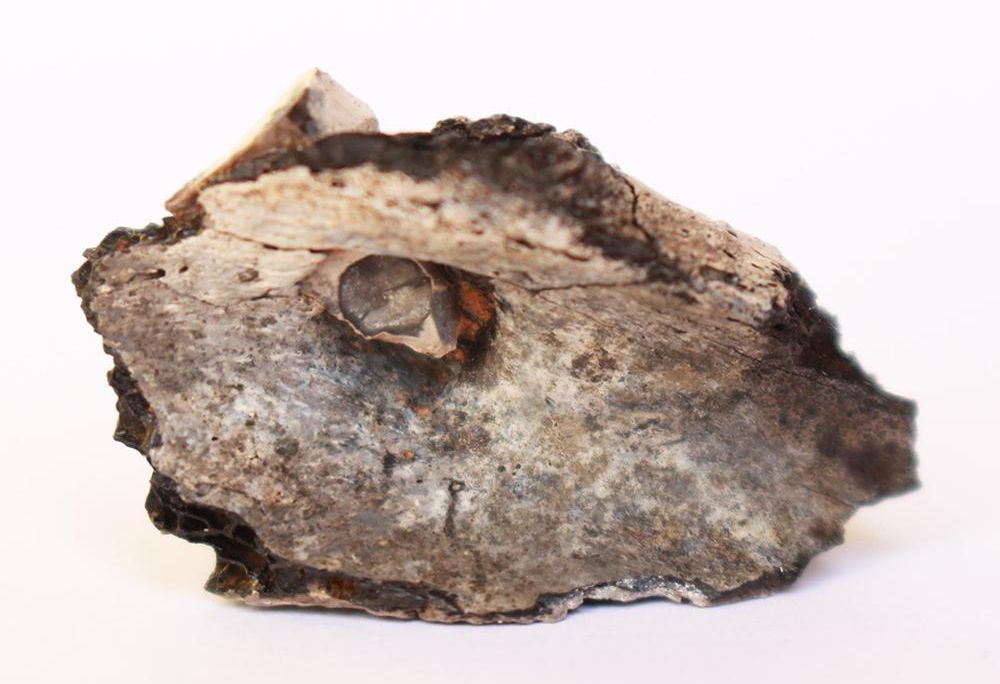 charred human scapula 