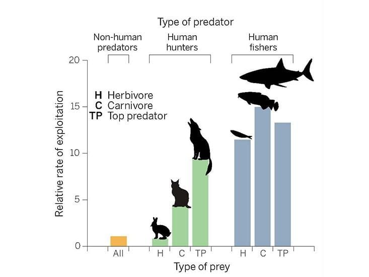 Modern Humans Have Become Superpredators