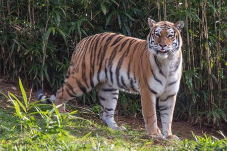 Tigers are the largest cat species in the world. Amur tigers (sometimes called Siberian tigers) are the biggest tigers, with males weighing up to 660 pounds and measuring up to 10 feet long from nose to tip of the tail.
