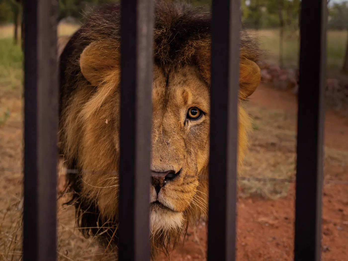 Opener - A captive-bred male lion at Warthog Safaris in Limpopo, South Africa.