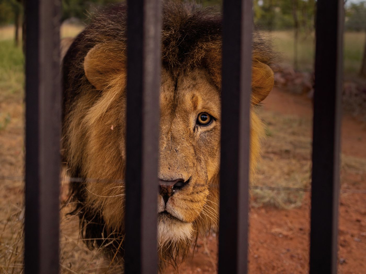 lions in africa