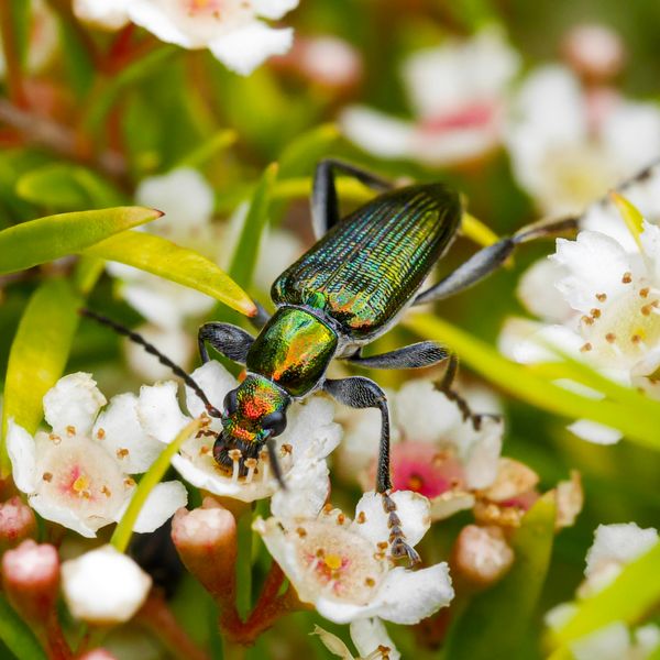 Green Comb-Clawed Beetle thumbnail