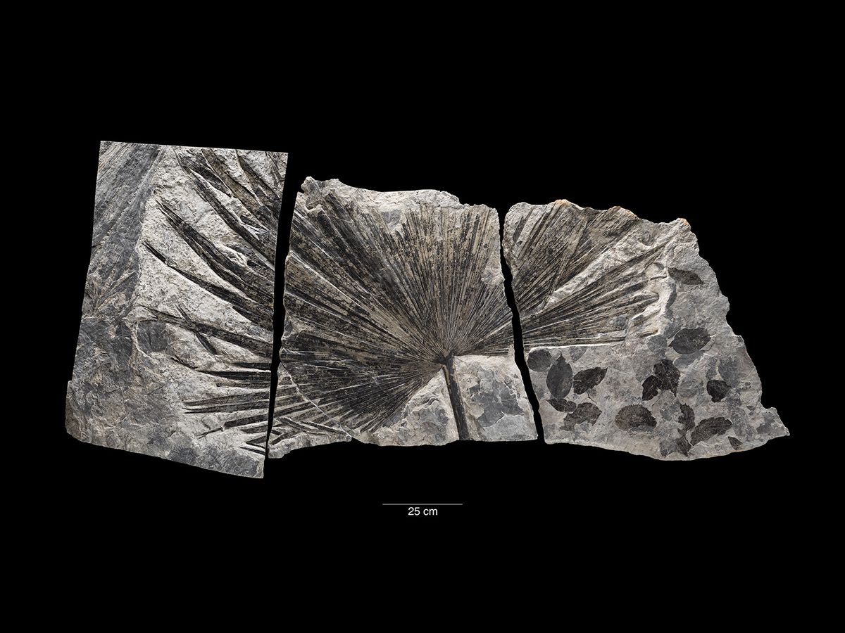 In a landmark learn about, scientists have tracked how Earth’s temperature has modified over just about 500 million years