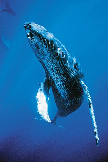 humpback whale