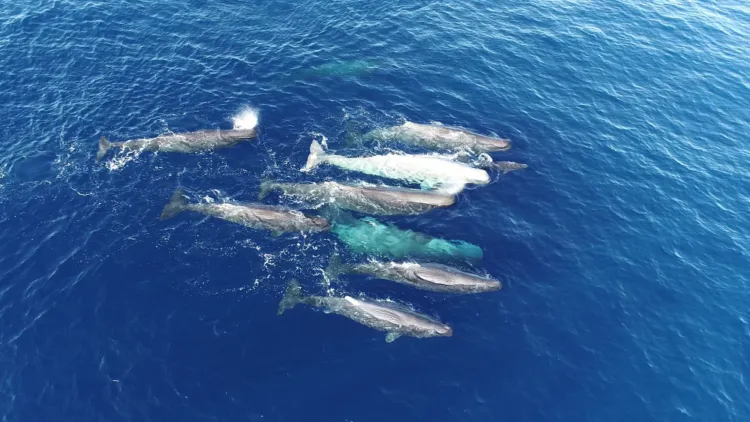 A group of whales as seen from above