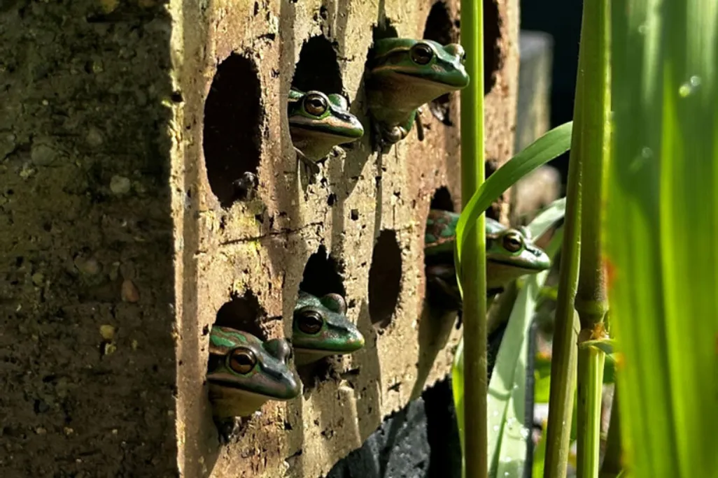 Frogs sticking heads out of brick holes next to green foliage