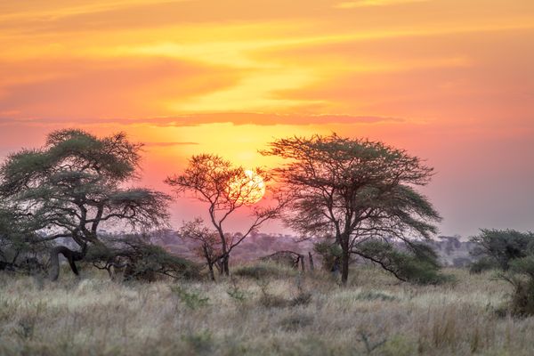 Sunset in the Serengeti thumbnail