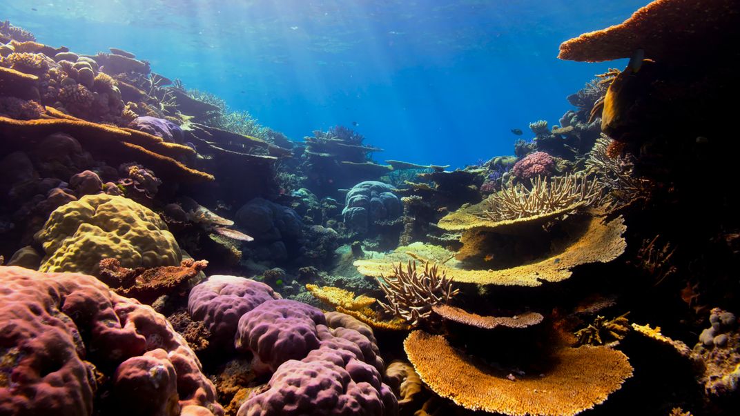 A variety of bright orange, yellow, and magenta coral against the deep blue ocean.